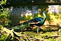 Peafowl at the Taipei Zoo