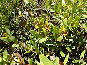 Persoonia procumbens foliage and flowers.jpg