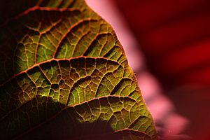 PoinsettiaVenation