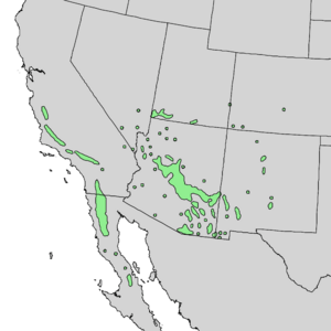 Quercus turbinella range map 1.png