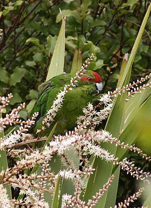 Redcrown in Cabbage Tree