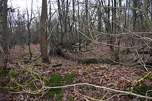 Redwell Wood 6.JPG