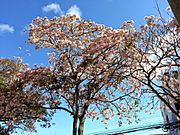 Roble Sabana (Tabebuia rosea)