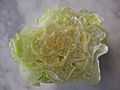 Romaine Lettuce Heart Cross Section