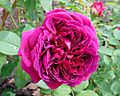 Rosa 'William Shakespeare 2000' 1