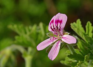 Rose Geranium.jpg