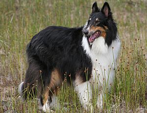 Rough Collie tri-colour mod