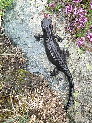 Salamandra lanzai (Franco Andreone).jpeg