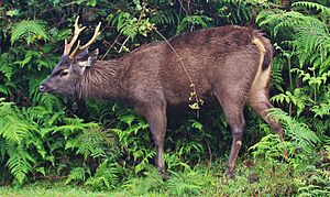 Sambar Horton Plains