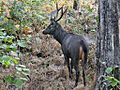 Sambhar deer