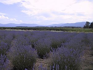 Sequim WA Lavender Farm