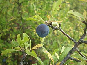 Sloe berry