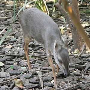 Southern Africa-Blue Duiker01