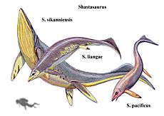 Species of Shastasaurus