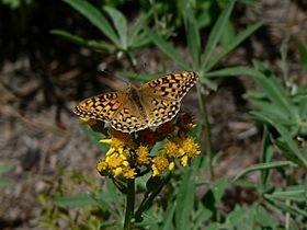 Speyeria zerene 16835