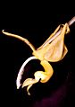 Stanhopea stevensonii Orchi 01