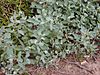 Starr 020122-0006 Atriplex suberecta.jpg