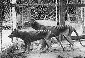 Tasmanian tiger