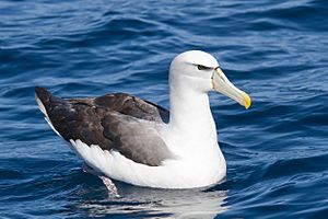 Thalassarche cauta - SE Tasmania.jpg