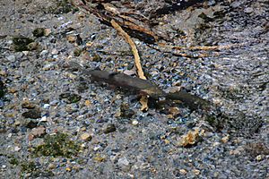 Trout in the Hamurana Stream