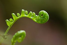 USFWS polypodium glycyrrhiza (23748322431)