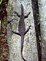 Varanus varius1