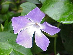 Vinca major0