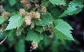 Vitis riparia (USDA)