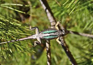 Western fence lizard - underside