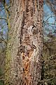 Wildbirne Stammdetail, Pyrus pyraster