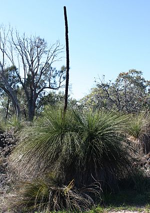 Xanthorrhoea preissii.jpg