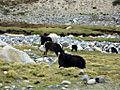 Yaks in ladakh