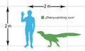 Zhenyuanlong size chart