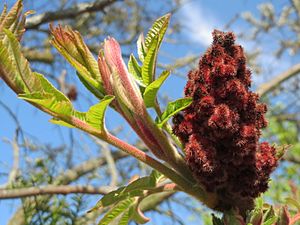 20150420Rhus typhina1