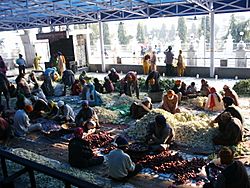 A group of volunteers helping with daily food preparation for Langar at the Golden Temple