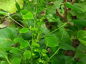 Acalypha indica bd2