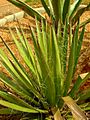 Agave filifera01