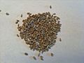 Anise Seed