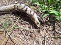 Ants cleaning dead snake