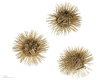 Arctium lappa MHNT.BOT.2004.0.16