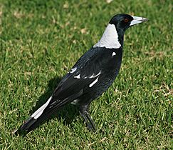 Australian Magpie