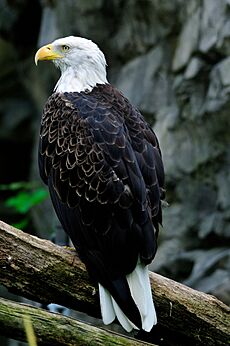 BaldEagle (Haliaeetus leucocephalus)