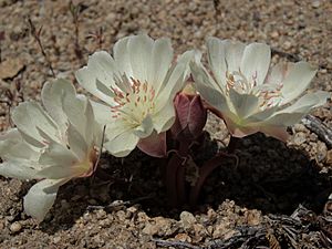 Bitterroot, Lewisia rediviva var. rediviva