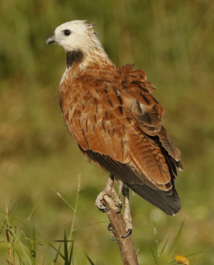 Black-collared Hawk, Medio Queso, Costa Rica