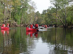 BlackwaterRiverCanoe5