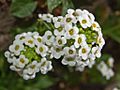 Brassicaceae - Lobularia maritima-4