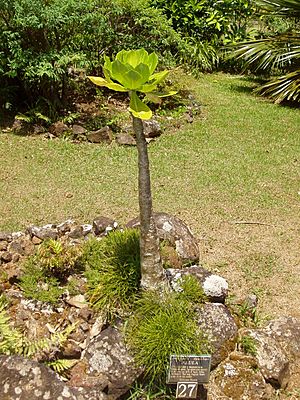 Brighamia insignis - general view.JPG