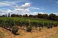 Brunello di Montalcino vines