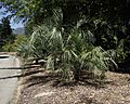 Butia paraguayensis.jpg