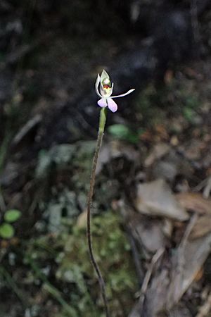 Caladenia variegata kz01.jpg